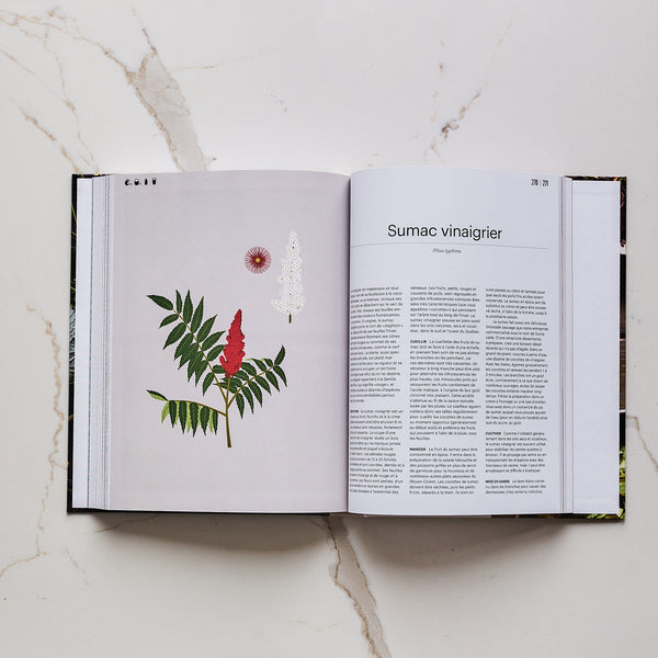 Forêt –  Identifier, cueillir, cuisiner